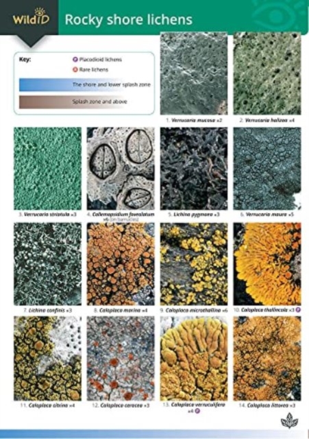 Guide to Rocky Shore Lichens, Wallchart Book