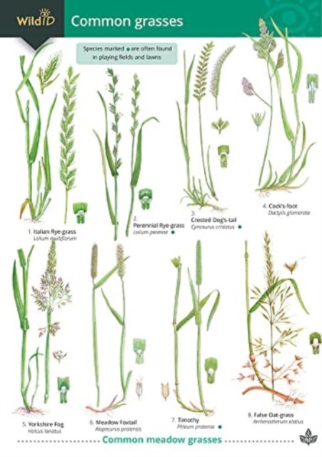 Guide to Common Grasses, Other printed item Book