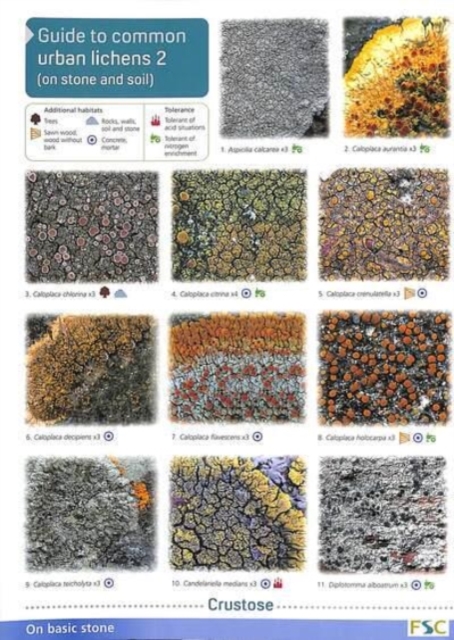 Guide to Common Urban Lichens : On Stones and Soil Pt. 2, Wallchart Book