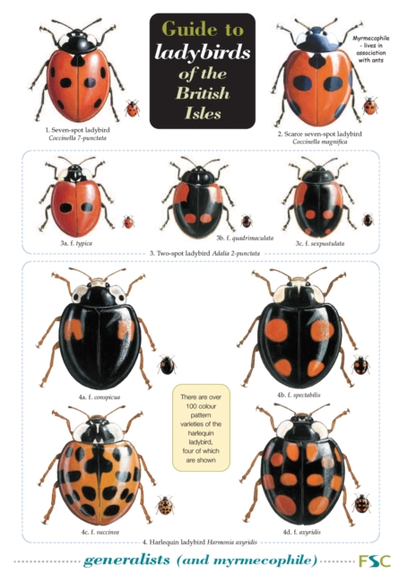 Guide to Ladybirds of the British Isles, Wallchart Book