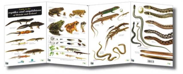 Guide to the Reptiles and Amphibians of Britain and Ireland, Sheet map, folded Book