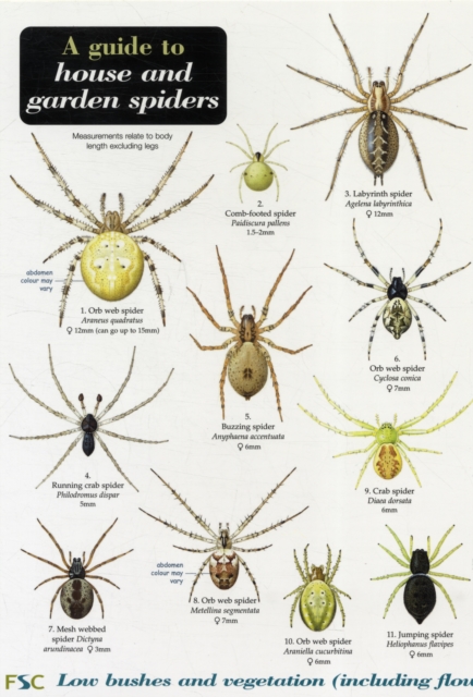 A Guide to House and Garden Spiders, Pamphlet Book