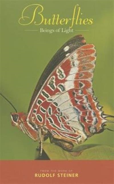 Butterflies : Beings of Light, Paperback / softback Book