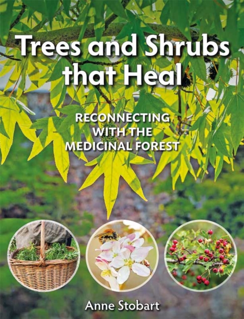 Trees and Shrubs that Heal : Reconnecting With The Medicinal Forest, Paperback / softback Book