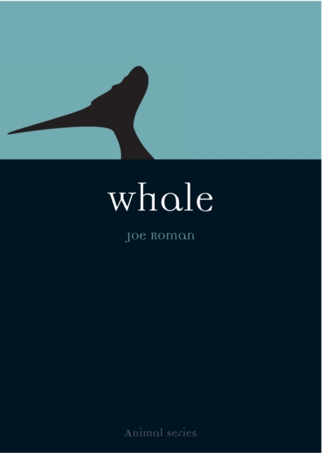 Whale, Paperback / softback Book