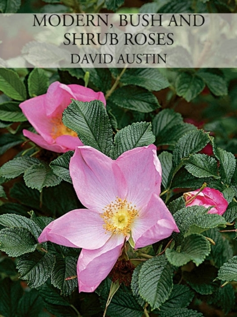 Modern, Bush and Shrub Roses, Hardback Book