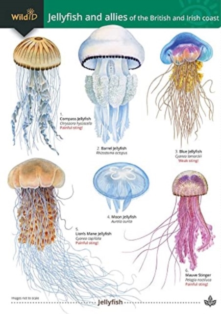 Jellyfish and allies of the British and Irish Coast, Paperback / softback Book