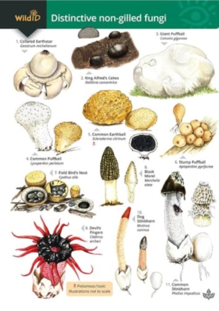Distinctive non-gilled fungi, Paperback / softback Book