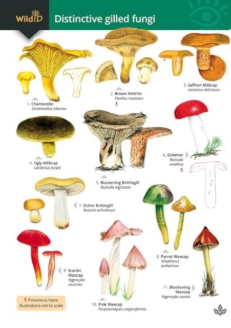Distinctive gilled fungi, Paperback / softback Book