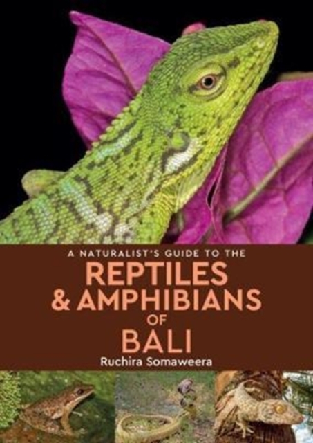A Naturalist's Guide to the Reptiles & Amphibians of bali, Paperback / softback Book