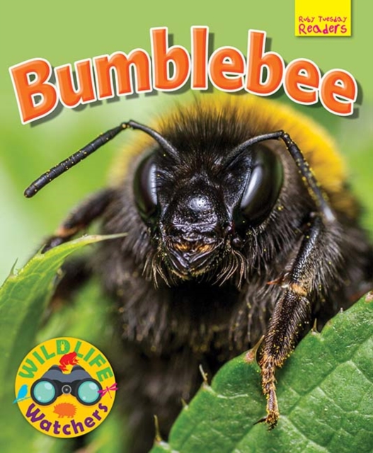 Wildlife Watchers: Bumblebee, Paperback / softback Book