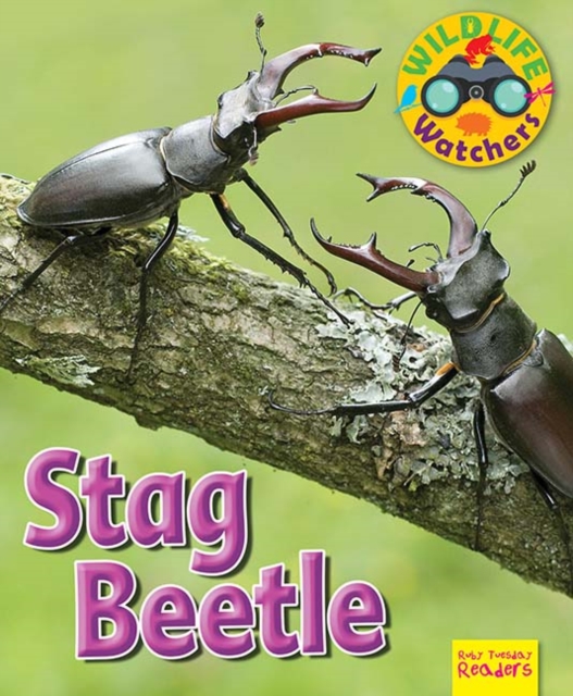 Wildlife Watchers: Stag Beetle, Paperback / softback Book