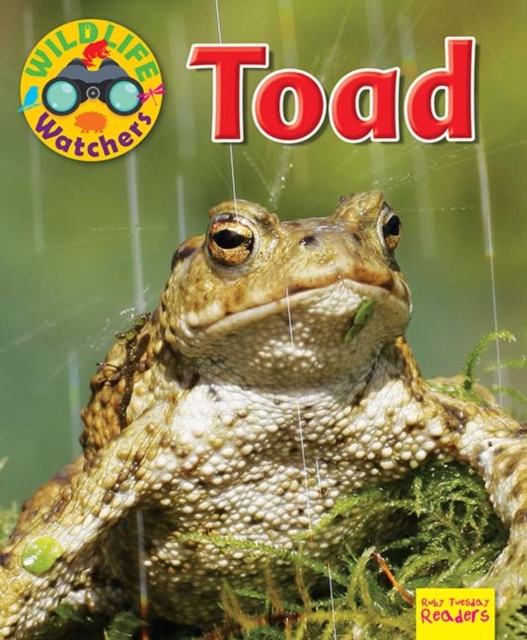 Wildlife Watchers: Toad, Paperback / softback Book