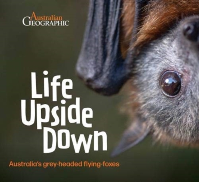 Life Upside Down : Australia'S Grey-Headed Flying-Foxes, Hardback Book