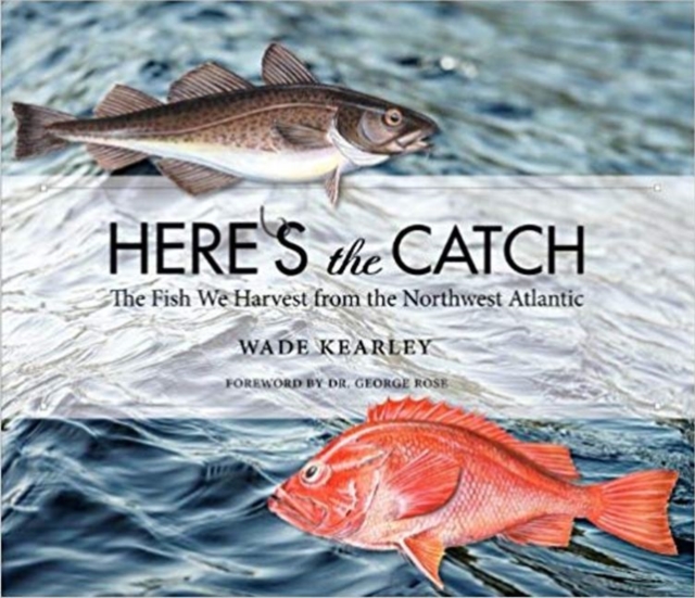 Here's the Catch : The Fish We Harvest from the Northwest Atlantic, Paperback / softback Book