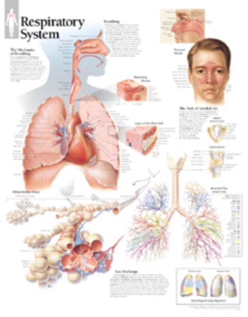 Respiratory System Laminated Poster, Poster Book