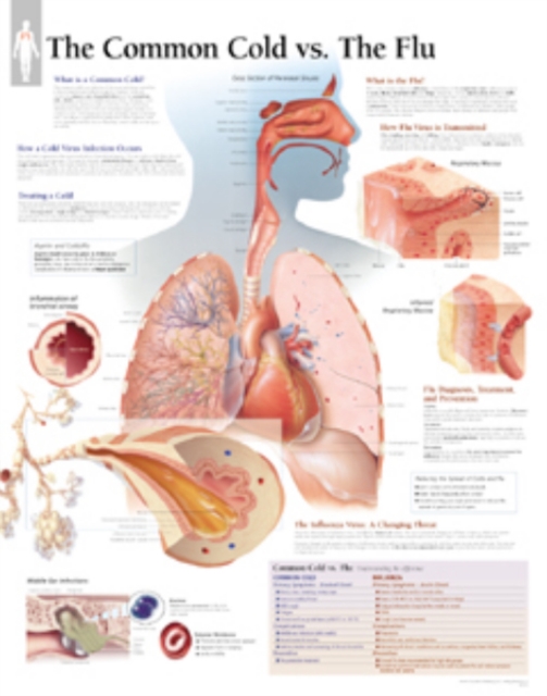 Understanding the Common Cold Paper Poster, Poster Book