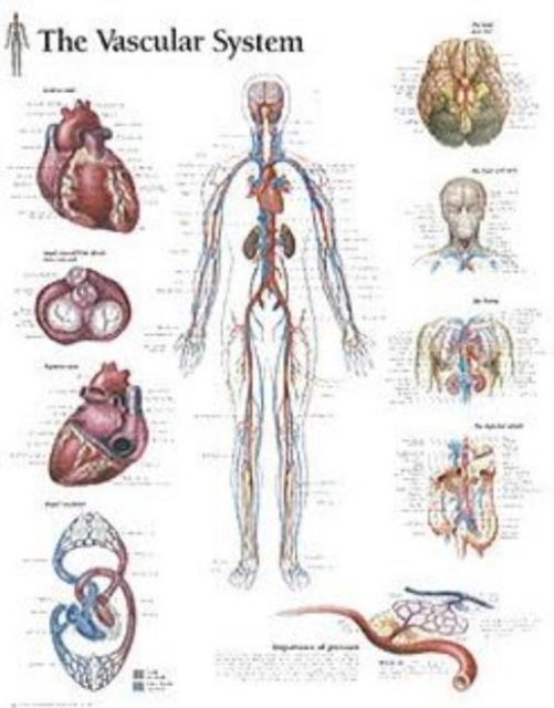 Vascular System Laminated Poster, Poster Book