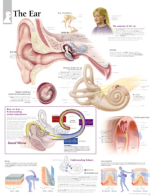 Ear Paper Poster, Poster Book