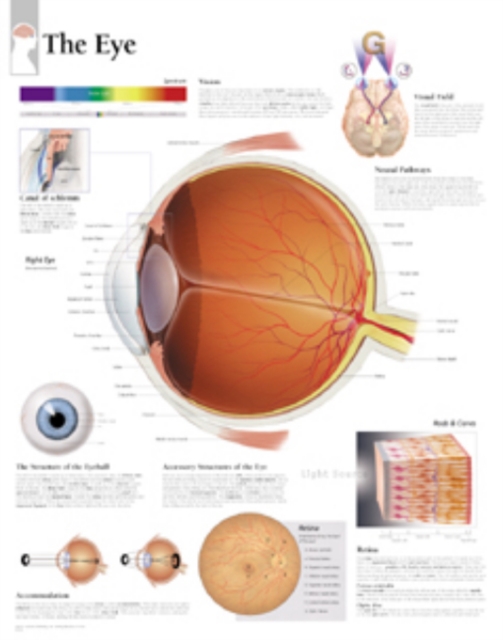 Eye Laminated Poster, Poster Book