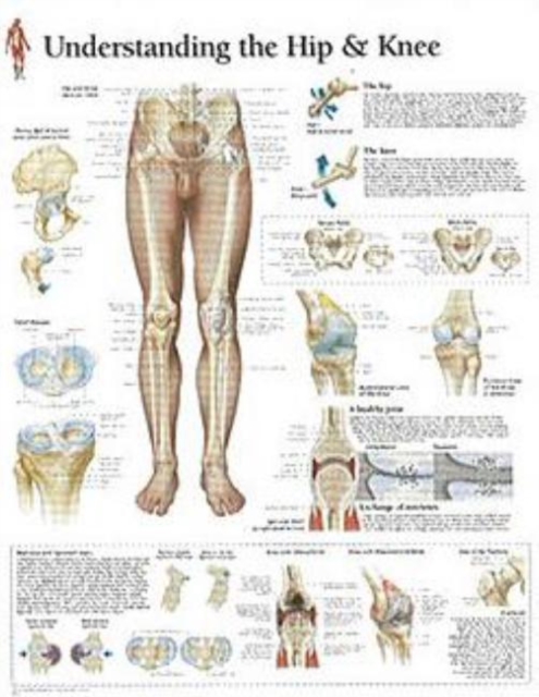 Understanding the Hip & Knee Paper Poster, Poster Book