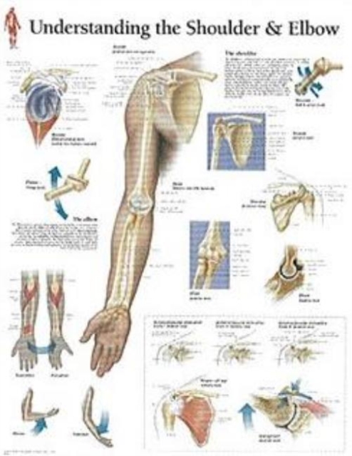 Understanding the Shoulder & Elbow Paper Poster, Poster Book