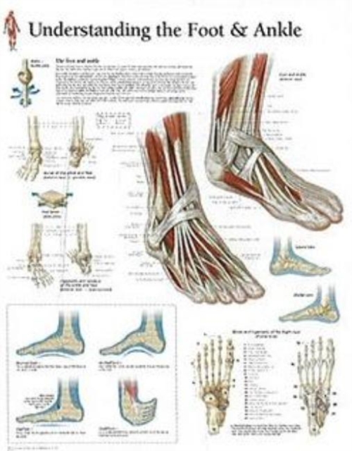 Understanding the Foot & Ankle Laminated Poster, Poster Book