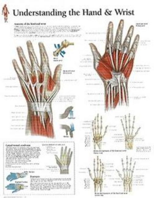 Understanding the Hand & Wrist Laminated Poster, Poster Book