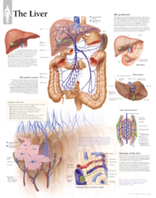 Liver Laminated Poster, Poster Book