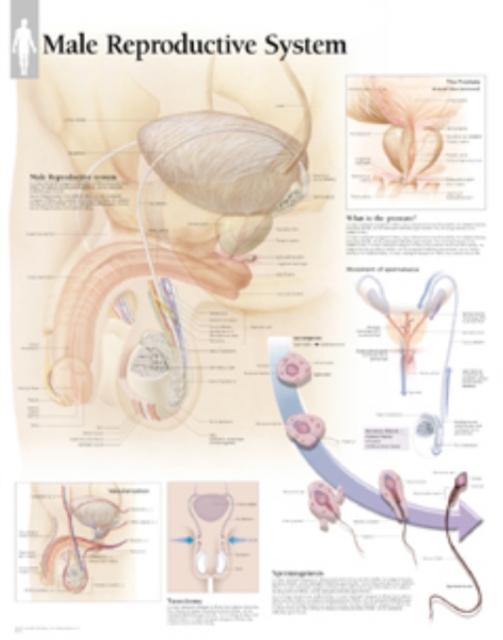 Male Reproductive Laminated Poster, Poster Book