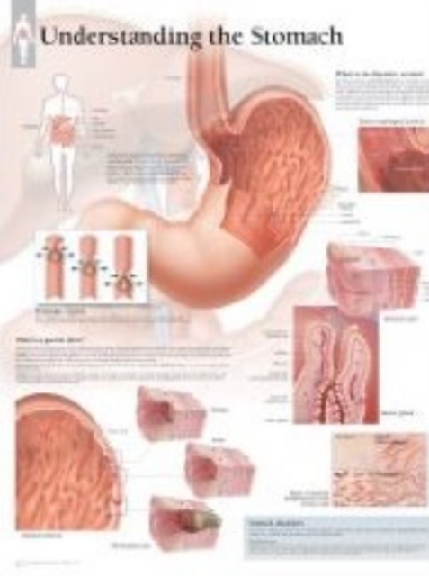 Understanding the Stomach Paper Poster, Poster Book