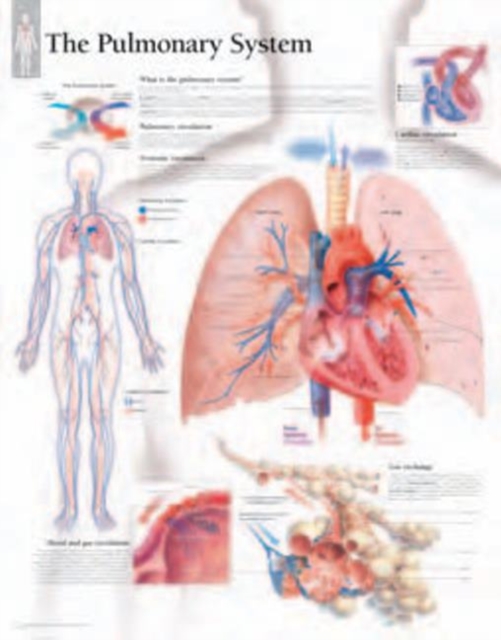 Pulmonary System Laminated Poster, Poster Book