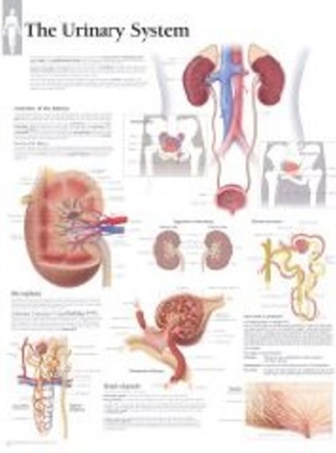 Urinary System Laminated Poster, Poster Book