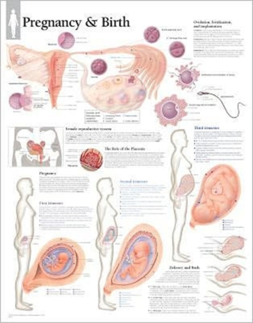 Pregnancy & Birth Paper Poster, Poster Book