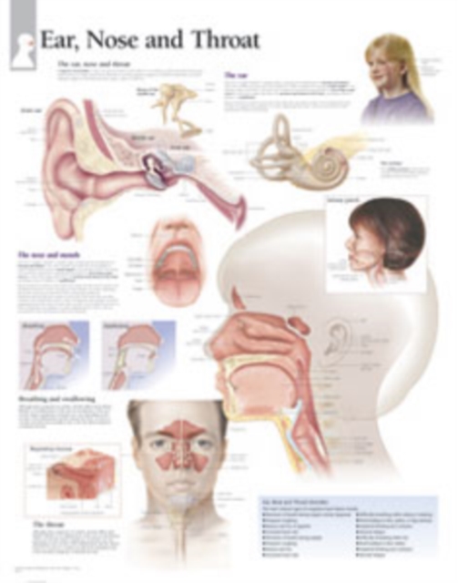 Ear, Nose & Throat Paper Poster, Poster Book