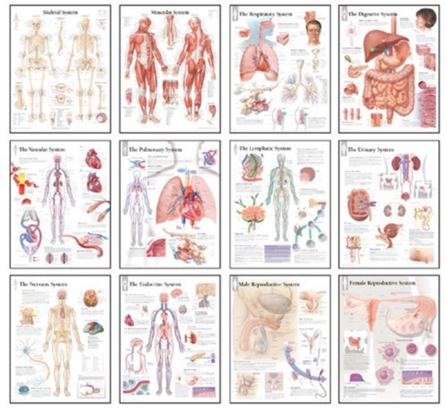 Body Systems Chart Set, Poster Book