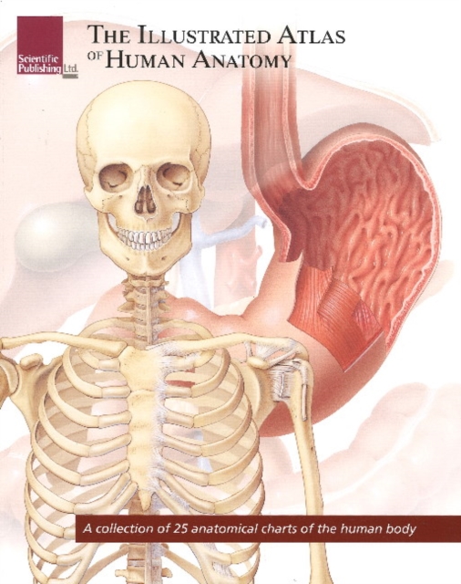 Illustrated Atlas of Human Anatomy : A Collection of 25 Anatomical Charts of the Human Body, Paperback / softback Book