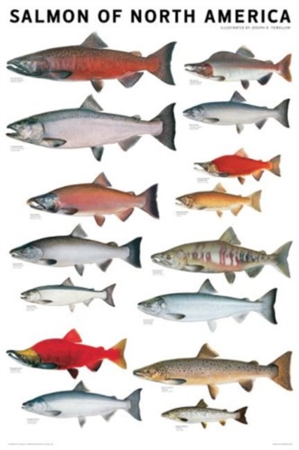 Salmon of North America Poster, Poster Book