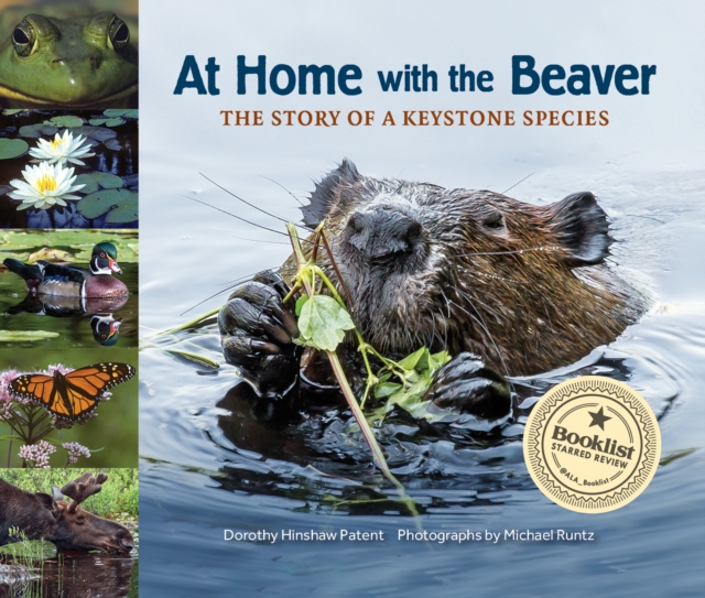 At Home with the Beaver : A Story of a Keystone Species, Paperback / softback Book