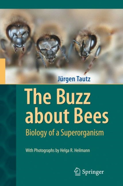 The Buzz about Bees : Biology of a Superorganism, Hardback Book