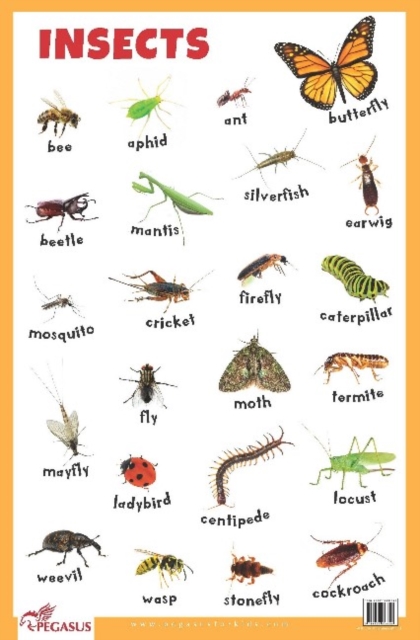 Insects Educational Chart, Poster Book