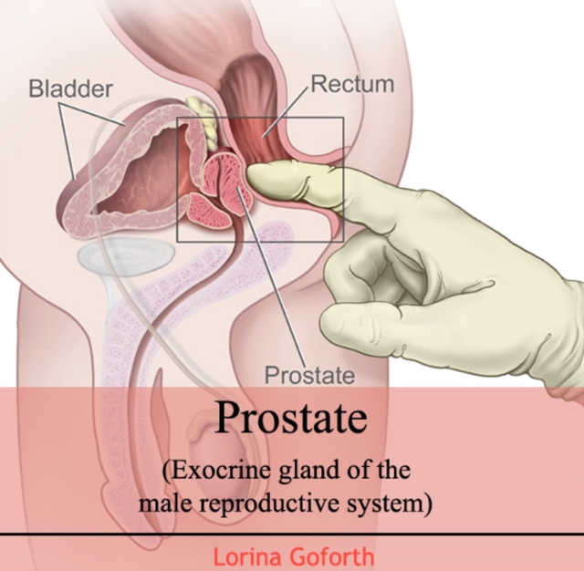 Prostate (Exocrine gland of the male reproductive system), PDF eBook