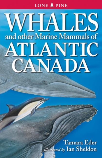 Whales and Other Marine Mammals of the East Coast, Paperback / softback Book
